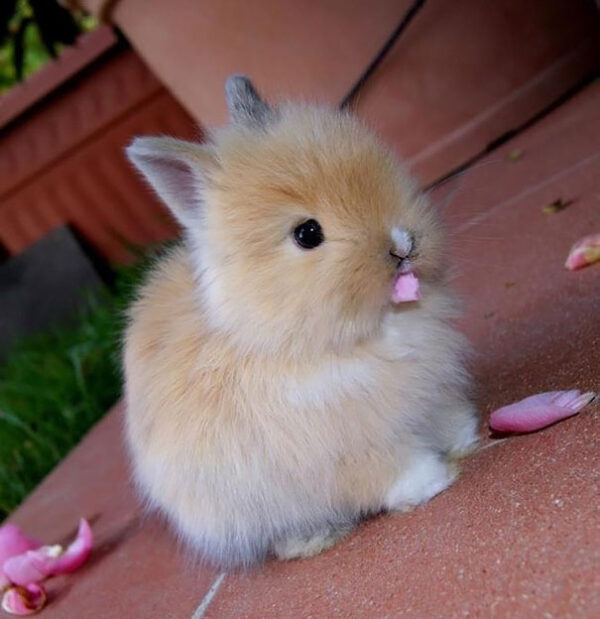 The World's Cutest Bunny - Image 2