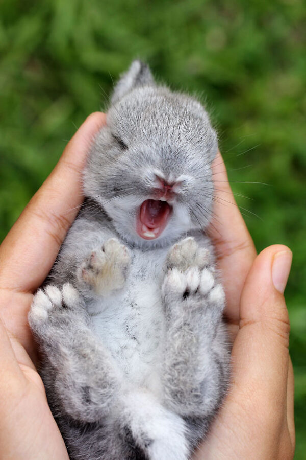 The World's Cutest Bunny - Image 3